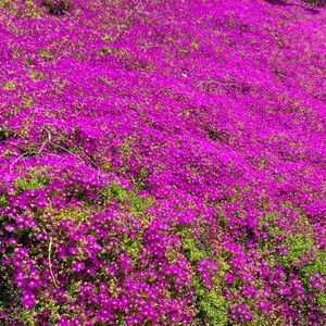 Meet your Posher, Sophia